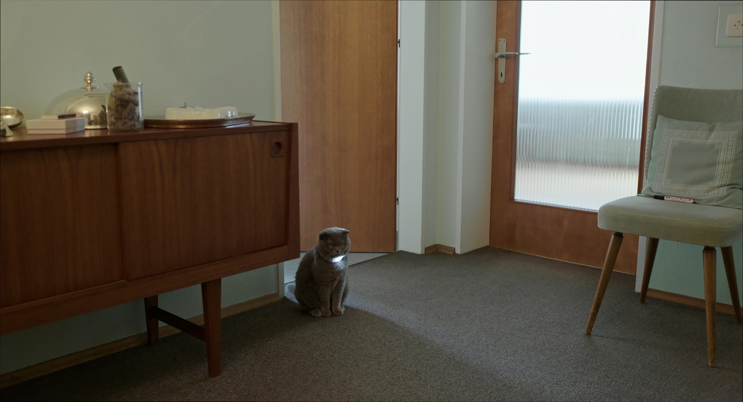 Grey cat sitting in a room with a light on its collar